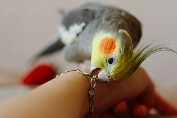 parrot bites.playful bird.Beautiful photo of a bird.Ornithology.Funny parrot.Cockatiel parrot.
Home...