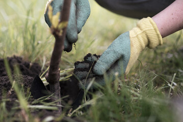 a person plants trees in the garden. Ecology concept