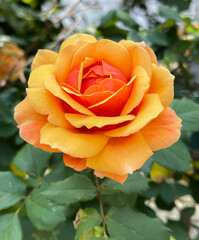 Australian Gold Rose