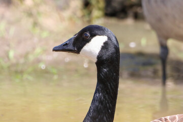 A beautiful animal portrait of a Canadian Goose on a lake