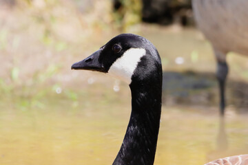 A beautiful animal portrait of a Canadian Goose on a lake