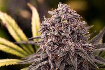 A close up of the cannabis farming industry. Beautiful macro shot. Indoor, purps, trichomes, hairs,...