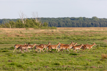 Rennende Damtiere auf den Sundischen Wiesen.