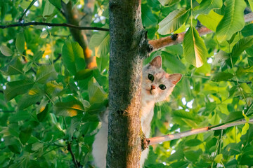 Gray cat on a tree among green leaves