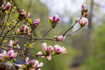 Fototapeta na wymiar Beautiful pink flowers of the Magnolia tree - Magnoliaceae