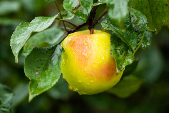 Ripe apple on tree branch in orchard on a rainy autumn day