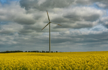 windmill on a field of blooming rapeseed, stopped propeller - obrazy, fototapety, plakaty