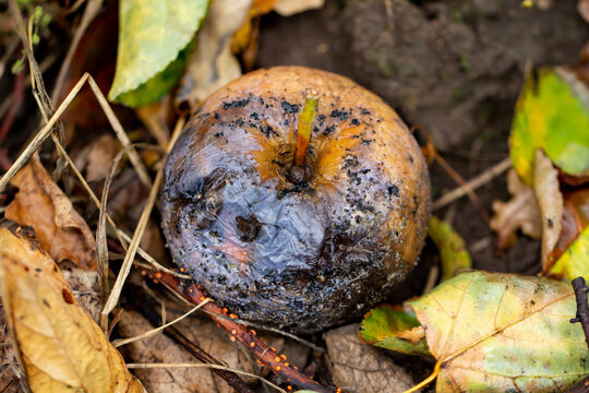Fallen rotten apple on the ground in orchard on a rainy autumn day