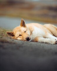 dog taking break rest from hard night 