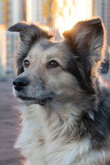 Fluffy dog sitting against backdrop of modern tall buildings