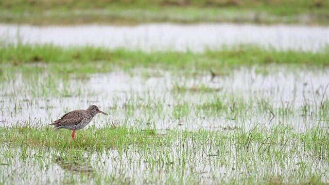 Redshank standing in a wet meadow and calling, lower saxony, d&uuml;mmer lake, spring, (tringa totanus), germany,