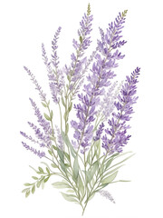 Sprigs of lavender. Watercolor