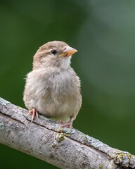 House Sparrow