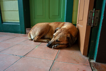 Cachorro vira-lata molhado de chuva e dormindo enrolado com frio na porta de casa.