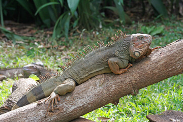 iguana on a tree