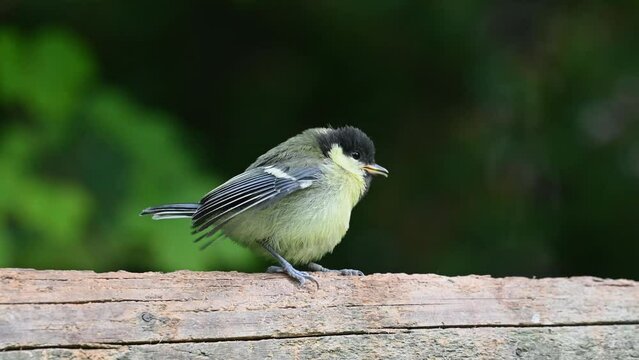 Great tit fledgling call to parent