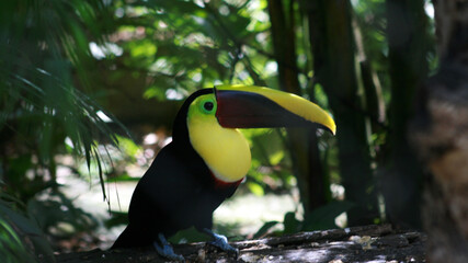 Chestnut mandiibled toucan © Margaret