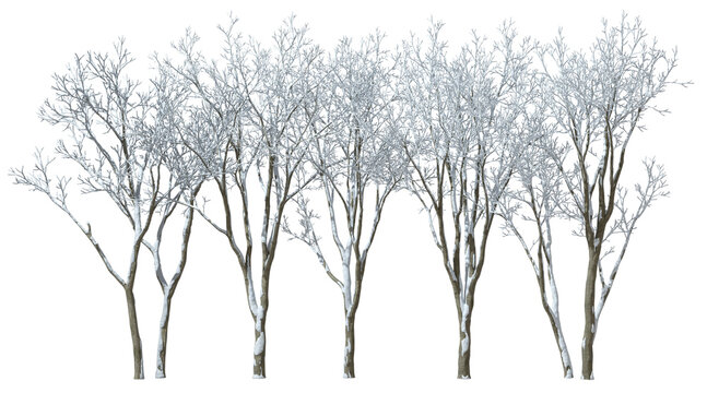 Bare trees landscaping covered by snow coldness icy on transparent backgrounds 3d render png