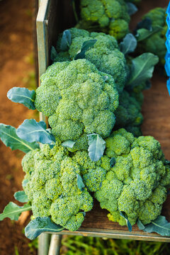 Freshly harvested broccoli in a wooden container
