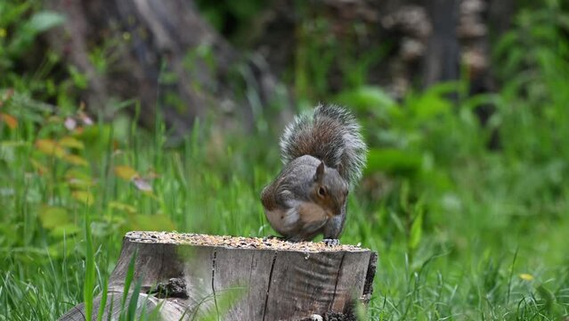 Grey squirrel eating from top of tree stump