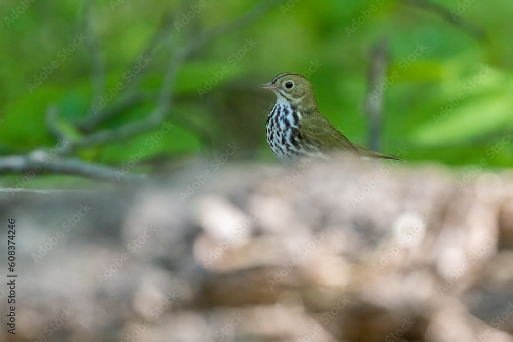 Poster ovenbird (seiurus aurocapilla) in spring