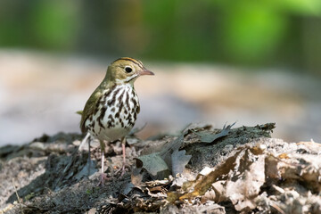 ovenbird (Seiurus aurocapilla) in spring