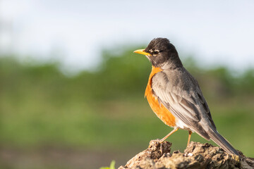 Fototapeta premium American robin (Turdus migratorius) in spring
