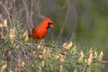 Male northern cardinal (Cardinalis cardinalis)