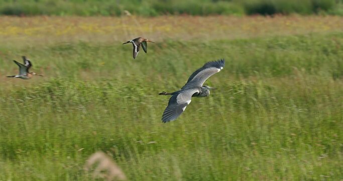 Black-tailed godwits defend their territory against a blue heron