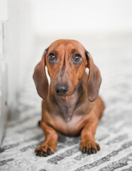 Find the perfect image of a Dachshund lying on the floor for your veterinary advertising, pet food, and pet product campaigns. Dog.