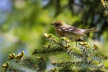 Female bay-breasted warbler (Setophaga castanea)