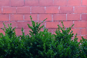 Bright green bush boxes on the background of the brown brick fence.  Selective focus.  A place for the inscription.