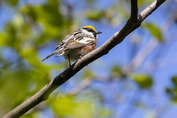  chestnut-sided warbler (Setophaga pensylvanica) 