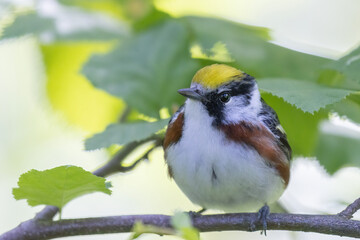  chestnut-sided warbler (Setophaga pensylvanica) 