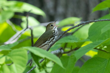 ovenbird (Seiurus aurocapilla) in spring