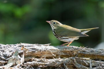 ovenbird (Seiurus aurocapilla) in spring