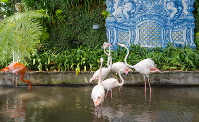pink flamingo in Funchal park