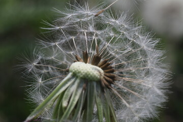 Fototapeta premium dandelion seed head