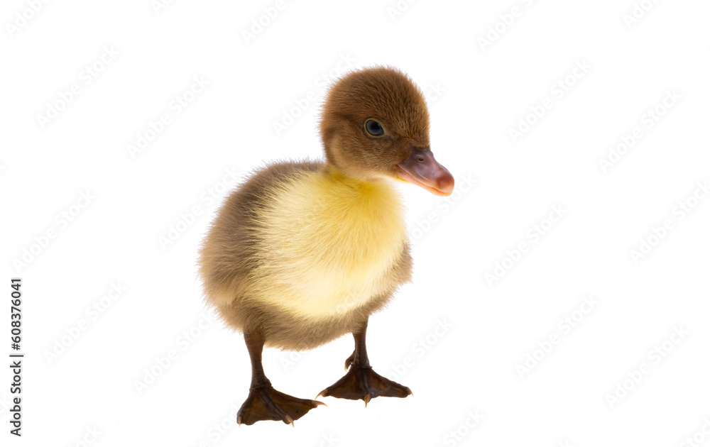 Wall mural little ducklings isolated