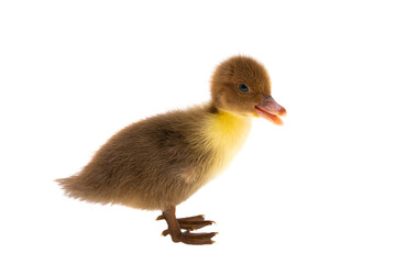 Fototapeta premium little ducklings isolated