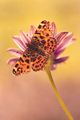 Makro motyla Rusałki kratkowca na różowym kwiatku Osteospermum