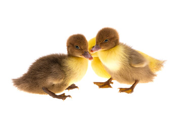 little ducklings isolated