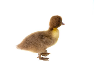 little ducklings isolated