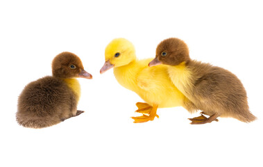 little ducklings isolated