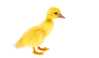 little ducklings isolated