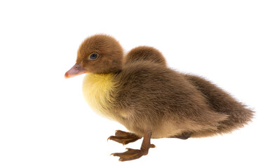 little ducklings isolated