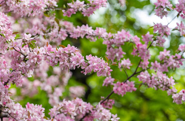 Obraz premium spring background of blooming pink apple tree