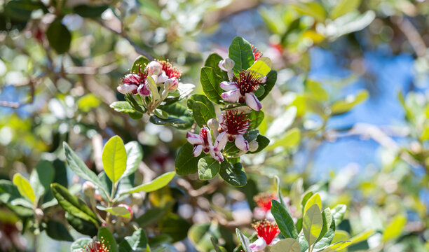 feijoa flowers on the tree