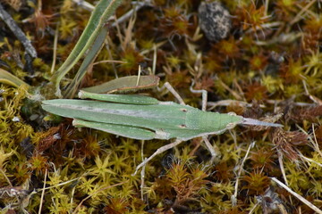 Cone-headed grasshopeer (Acrida ungarica) on a bed of moss