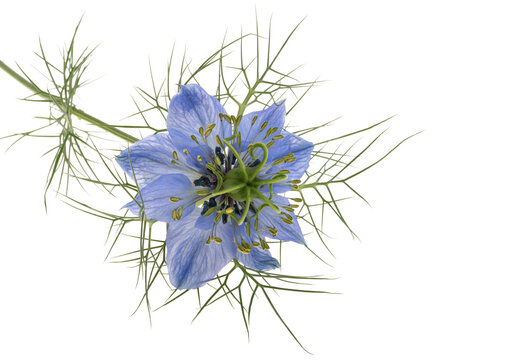 nigella flower isolated